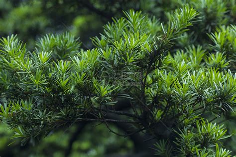 松树|松柏（松柏纲松柏目植物）